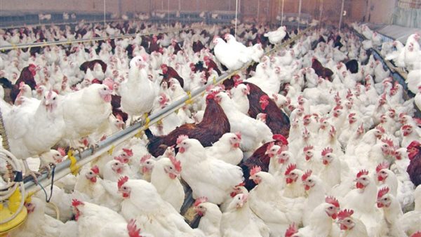 بورصة الدواجن العمومية اليوم الجمعة 27 ديسمبر 2019