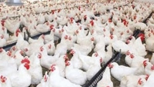 بورصة الدواجن العمومية الاثنين 30 ديسمبر 2019