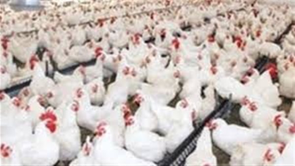 بورصة الدواجن العمومية اليوم الأحد 5 يناير 2020