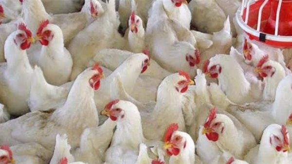 بورصة الدواجن العمومية السبت 28 ديسمبر 2019