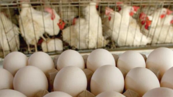 بورصة الدواجن العمومية واسعار البيض اليوم الخميس 9 يناير 2020 