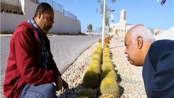 استشاري زراعات:  شجر الجميز يتواجد بكثافة في مدينة الجلالة  | فيديو 