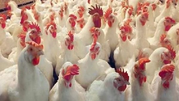 بورصة الدواجن العمومية اليوم الأحد 12 يناير 2020