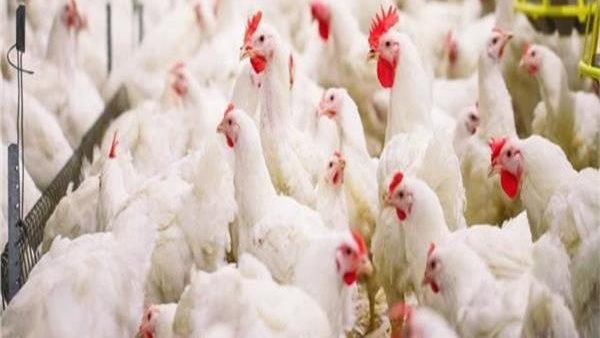 بورصة الدواجن العمومية اليوم الخميس 16 يناير 2020