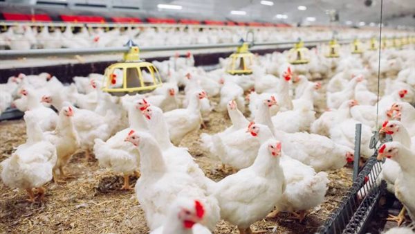 بورصة الدواجن العمومية اليوم السبت 18 يناير 2020