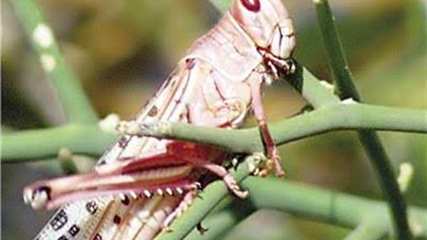 الزراعة: واجهنا هجمات فردية للجراد ولم نرصد أى أسراب | فيديو