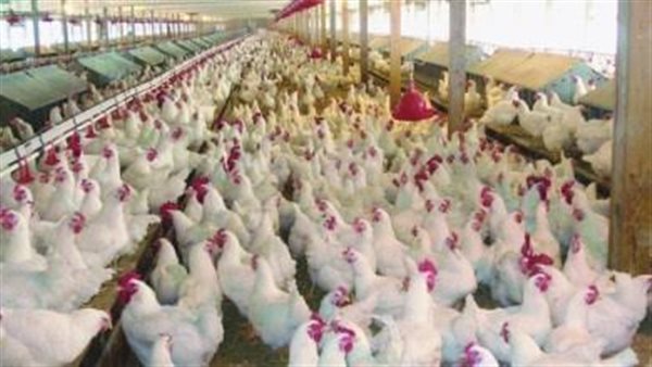 بورصة الدواجن العمومية اليوم السبت 1 فبراير 2020