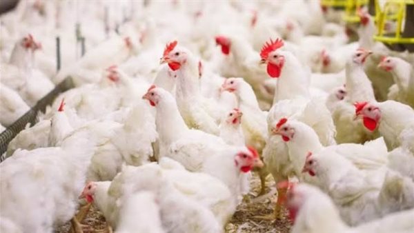 بورصة الدواجن العمومية اليوم الأحد 2 فبراير 2020