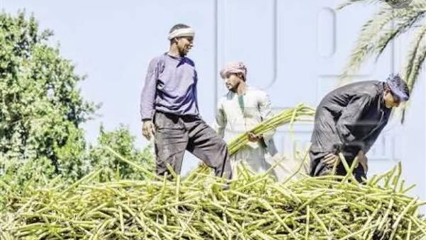 برلماني : زيادة سعر شراء طن القصب من الفلاح ل 750 جنيها | فيديو