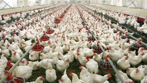 بورصة الدواجن العمومية اليوم الاثنين 17 فبراير 2020