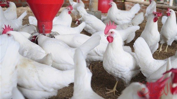 بورصة الدواجن العمومية اليوم الأحد 9 فبراير 2020