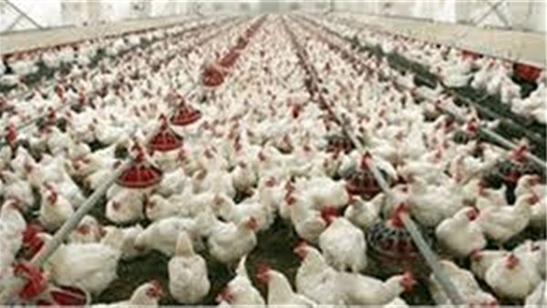 بورصة الدواجن اليوم السبت 22 فبراير 2020