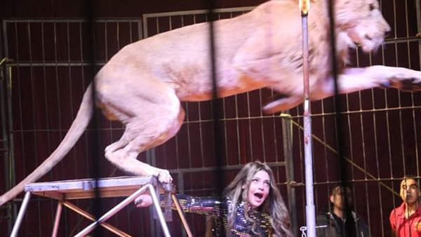 فاتن الحلو: ليس للسيرك المصري الأوروبي سوى فرعي نادي الشمس والاسكندرية | صور