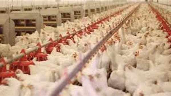 بورصة الدواجن العمومية اليوم الخميس 5 مارس 2020 