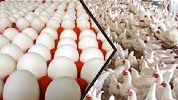 بورصة الدواجن العموميه اليوم الأحد 8 مارس 2020