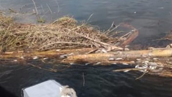 نشأت حلمي : وقفات يومية أمام الأمم المتحدة .. و مياه النيل ليست ملك لأثيوبيا | فيديو