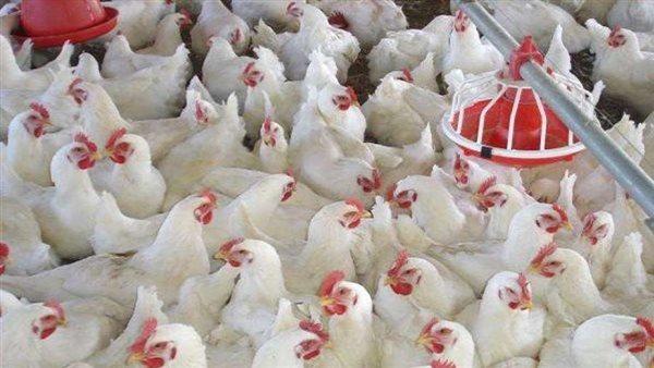 بورصة الدواجن العمومية اليوم الاثنين 16 مارس 2020