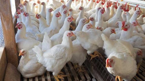 اسعار الدواجن يوم بيوم | بورصة الدواجن العمومية اليوم الأربعاء 18 مارس 2020