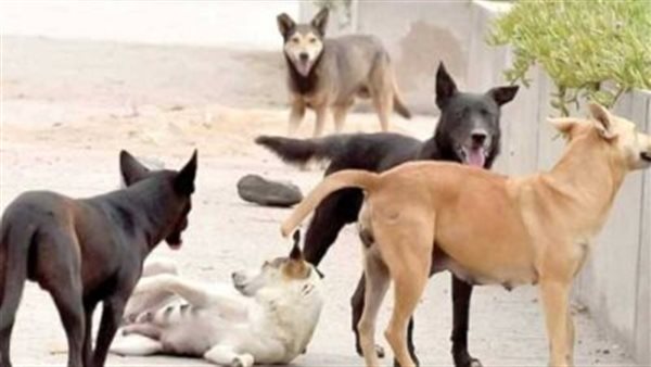 قرارات عاجلة .. تصعيد حكومى لمواجهة أزمة كلاب الشوارع