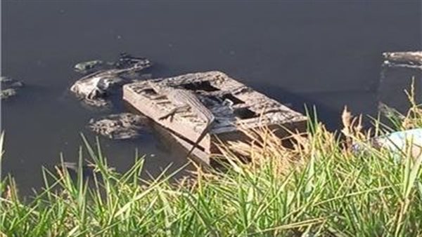 أكلوا بقرة في ساعات..تماسيح الزوامل تثير الذعر في الشرقية