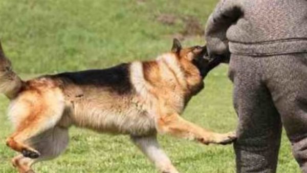  مأساة في المعادي.. طالب يهرب من كلب ضال لتحت عجلات أتوبيس مدرسة