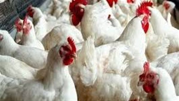 مخاوف من زيادة كبيرة..هل تصل أسعار الدواجن إلى 90 جنيها قبل رمضان؟