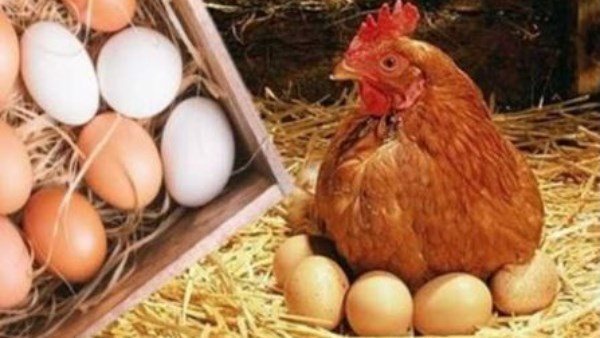  تخزن أم تنتظر؟.. مفاجأة فى أسعار الدواجن والبيض خلال شهر رمضان 