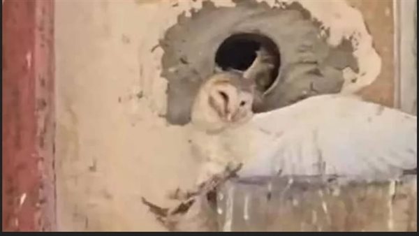 جناحها مكسور.. الحماية المدنية تنقذ 