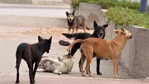  رعب في المنوفية.. كلاب ضالة تعقر 7 أشخاص معظمهم أطفال 