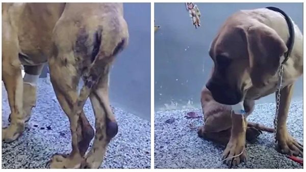 تعرض لاعتداء وحشي.. تفاصيل صادمة في واقعة كلب السويس