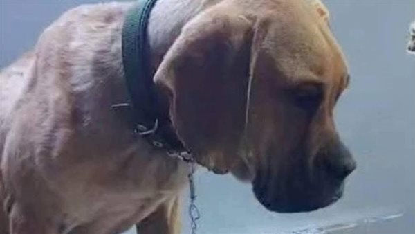 الطبيب المعالج يحسم الجدل.. هل تعرض كلب السويس لفعل غير أخلاقي؟