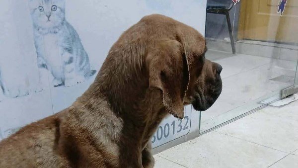 من الغضب إلى التحقيق.. تفاصيل صادمة جديدة عن واقعة كلب السويس