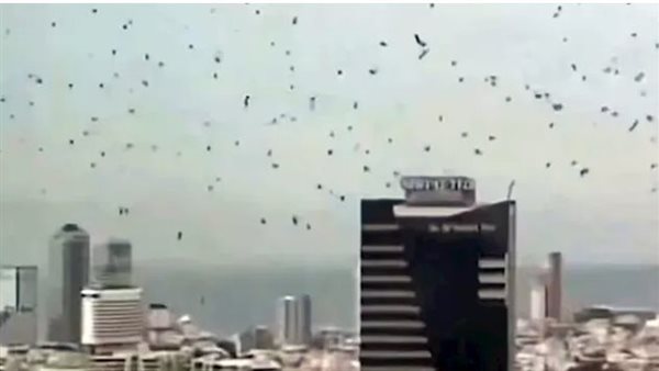 نذير شؤم.. أسراب من الغربان السود تُثير الذعر فوق تل أبيب | فيديو