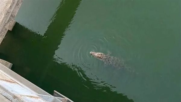أثار الرعب.. حقيقة ظهور تمساح في ترعة الباجورية بالمنوفية