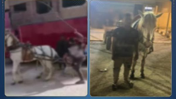 بالكرباج.. تفاصيل القبض على شاب لضربه حصان بالقليوبية 