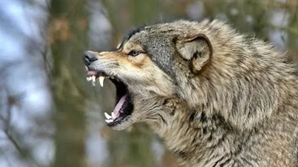 هاجمهما قرب الزراعات..تفاصيل إصابة شخصين بعقر ذئب في سوهاج