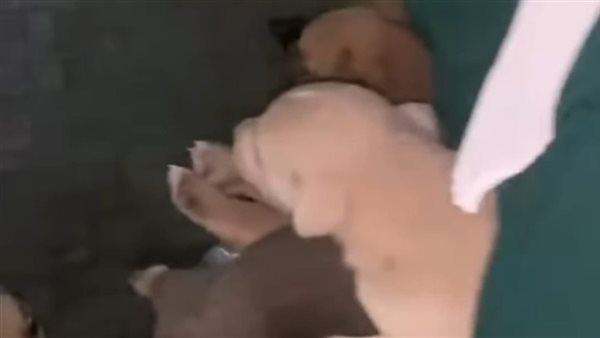 اقتحموه بالقوة.. سيدات يحررن الكلاب الضالة من الشيلتر ويعيدونها للشوارع ببورسعيد 