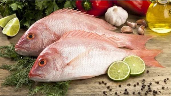 تحذير خطير من تناوله.. نوع أسماك سام قد يؤدي إلى الوفاة