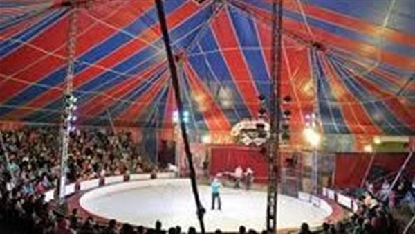 ماذا حدث في سيرك العجوزة؟.. صورة مع الأسد تنتهي بمأساة على وجه طفلة 