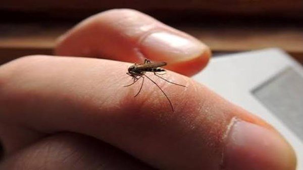  بمكونات طبيعية.. طرد الناموس والذباب من المنزل خلال دقائق بطريقة فعالة 