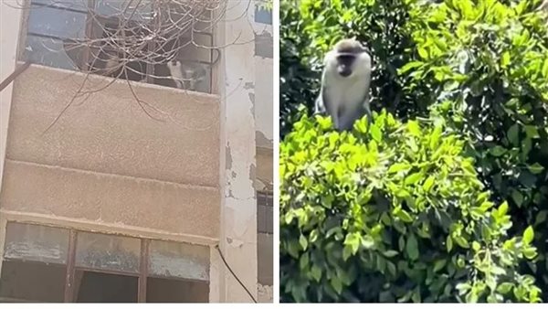 أين ذهب؟.. لغز نسناس مدينة السادات المحير الهارب من الحديقة