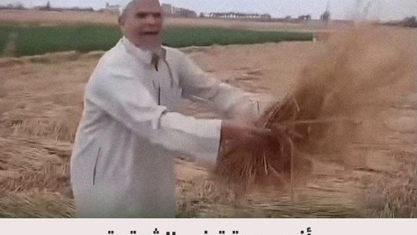 اختفى في ساعتين.. القصة الكاملة لواقعة سرقة محصول القمح في الشرقية