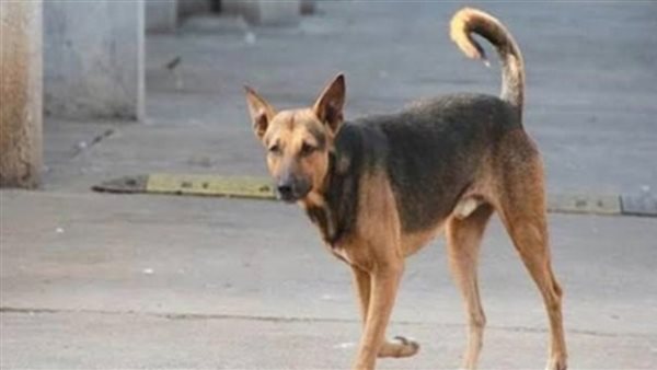 بينهم طفلان.. كلب ضال يعقر 8 أشخاص في الدقهلية