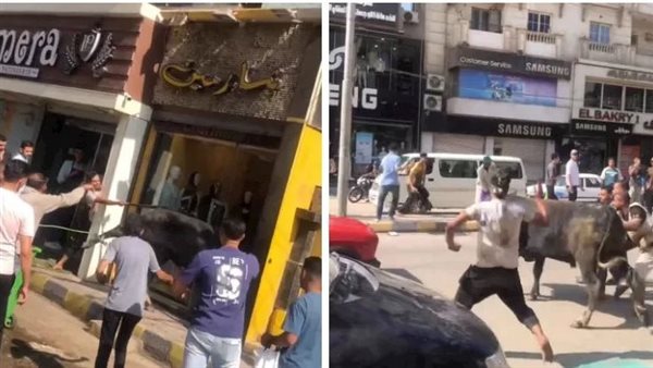 اقتحم محل ملابس.. لقطات مثيرة لهروب عجل في بني سويف | شاهد