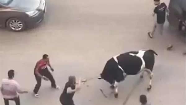هروب العجول.. مطاردات طريفة للمواشي الهاربة بالمحافظات | فيديو 