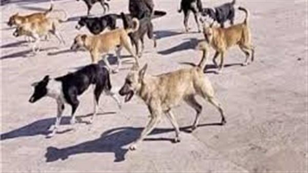 بينهم أطفال.. تفاصيل إصابة 6 أشخاص في هجوم كلب ضال بسوهاج