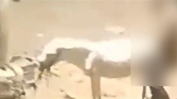 فيديو صادم مع حمارة.. فحص واقعة ارتكاب شاب لفعل فاضح بالقليوبية