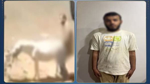  مريض نفسي.. الكشف عن تفاصيل تعدي شخص على حمار 