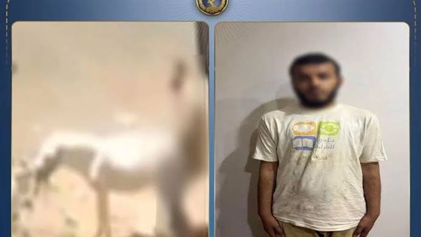 تفاصيل الحكم على المتهم بالتعدي على حمارة القليوبية
