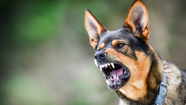  بعد إصابة 12 شخصًا.. تفاصيل ليلة الرعب في قرية بهناي بالمنوفية 